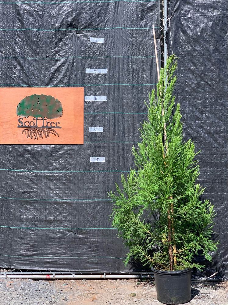 cryptomeria-japonica-yoshino-japanese-cedar