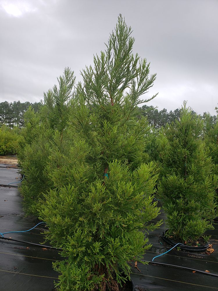 cryptomeria-japonica-yoshino-japanese-cedar