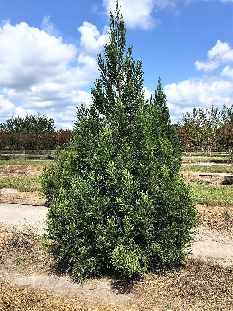 cryptomeria-japonica-yoshino-japanese-cedar