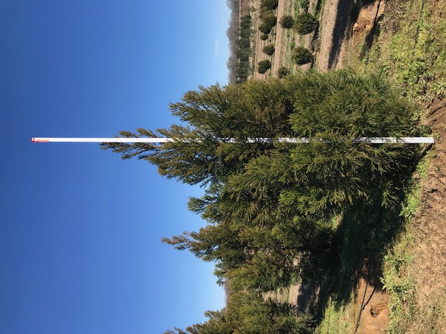 cryptomeria-japonica-yoshino-japanese-cedar