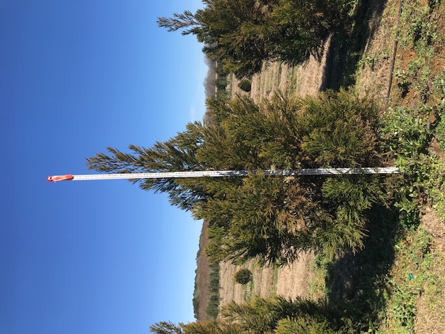 cryptomeria-japonica-yoshino-japanese-cedar