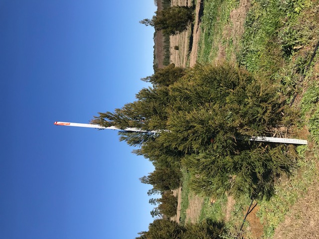 cryptomeria-japonica-yoshino-japanese-cedar