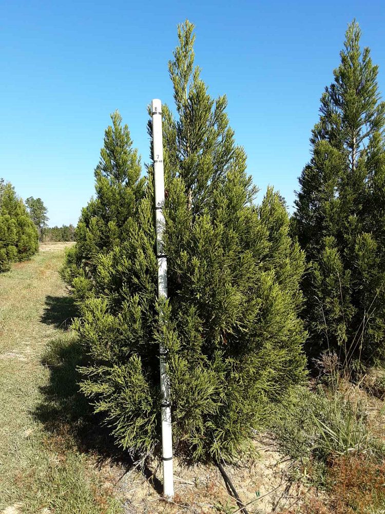 cryptomeria-japonica-yoshino-japanese-cedar