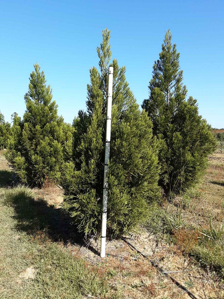 cryptomeria-japonica-yoshino-japanese-cedar