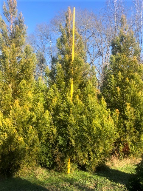 cryptomeria-japonica-yoshino-japanese-cedar