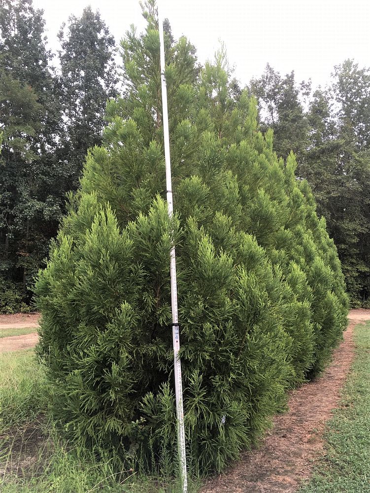 cryptomeria-japonica-yoshino-japanese-cedar