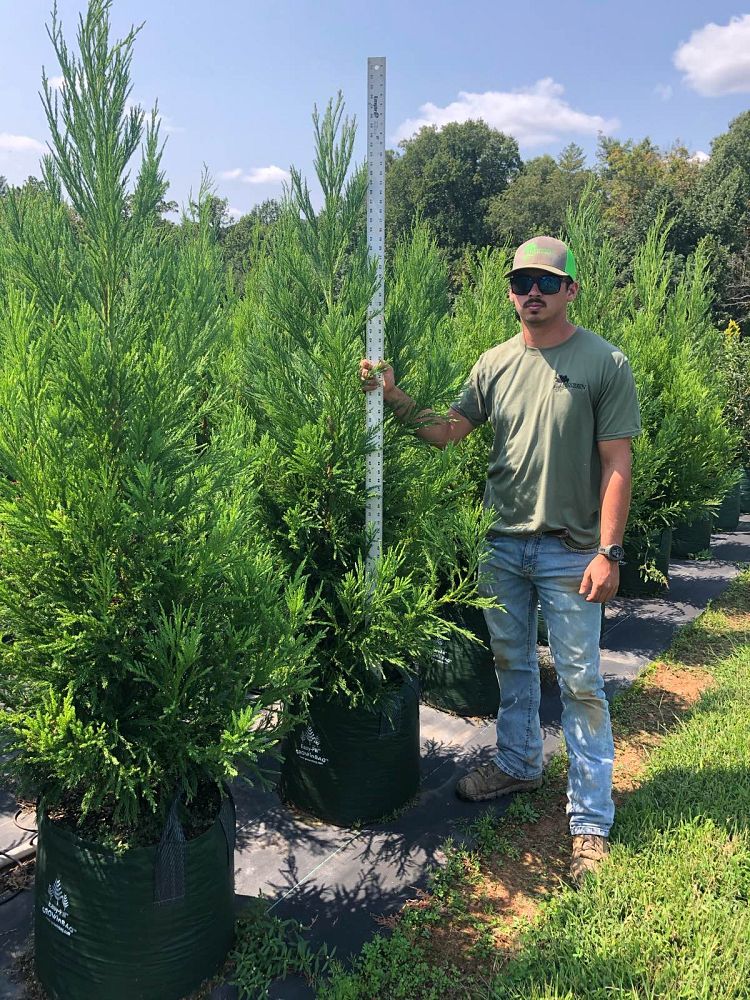 cryptomeria-japonica-yoshino-japanese-cedar