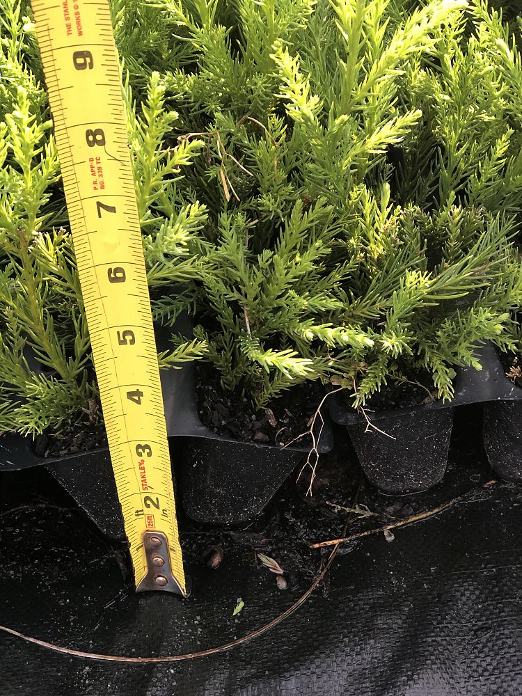 cryptomeria-japonica-yoshino-japanese-cedar