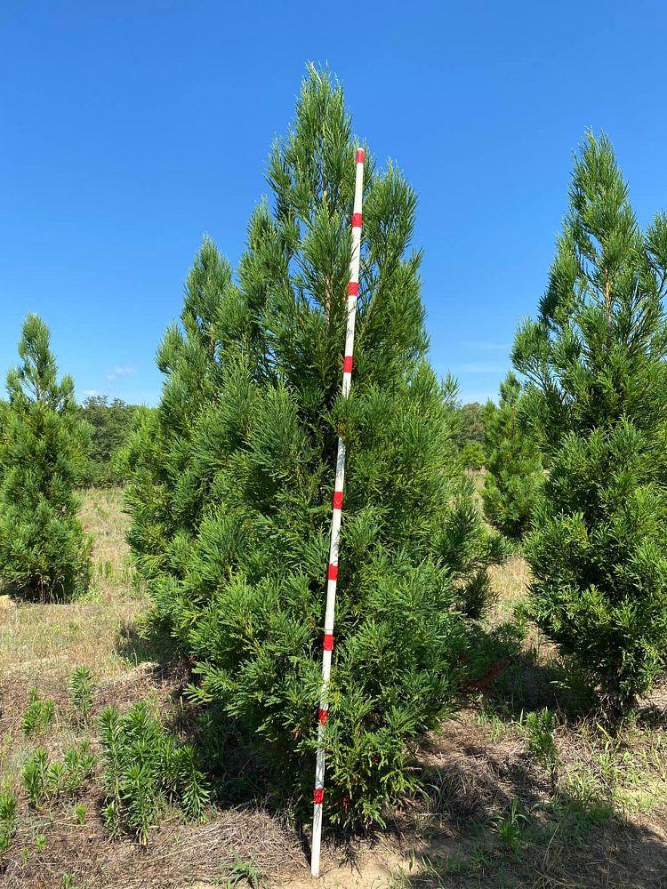 cryptomeria-japonica-yoshino-japanese-cedar