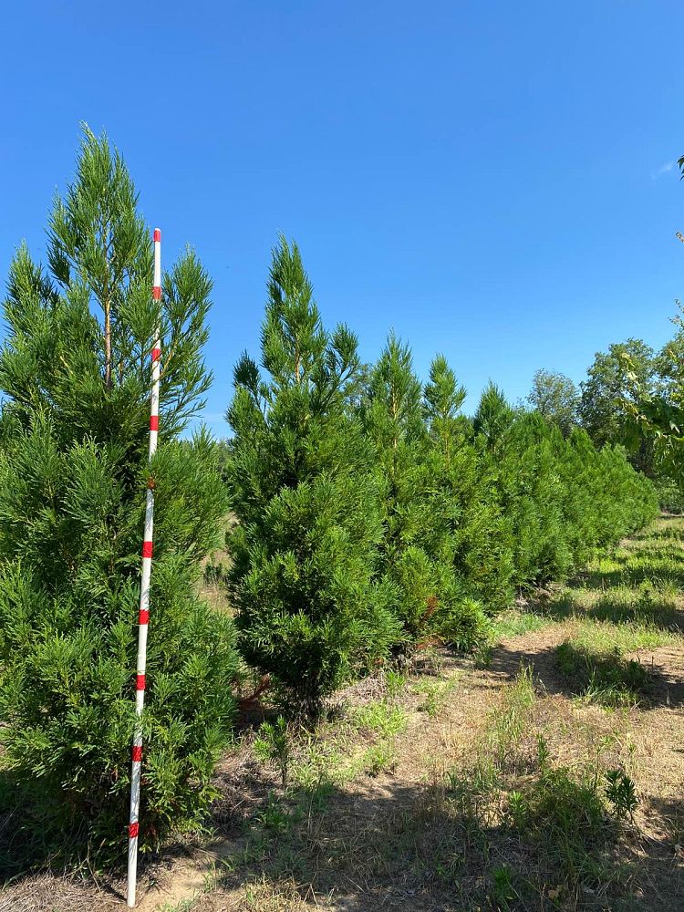 cryptomeria-japonica-yoshino-japanese-cedar