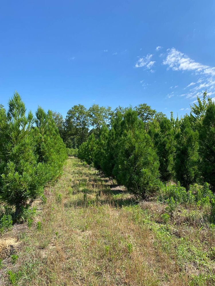 cryptomeria-japonica-yoshino-japanese-cedar