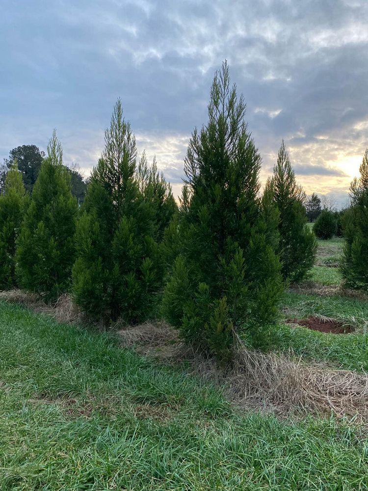 cryptomeria-japonica-yoshino-japanese-cedar