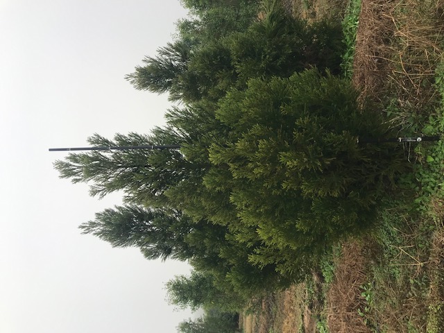 cryptomeria-japonica-yoshino-japanese-cedar