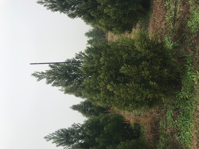 cryptomeria-japonica-yoshino-japanese-cedar