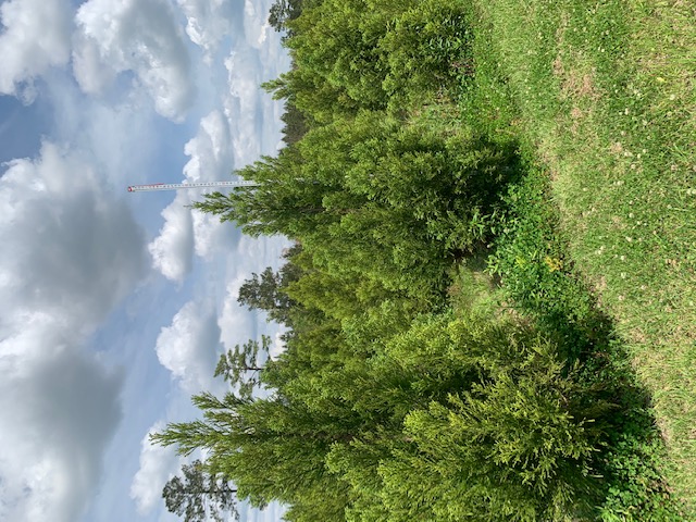 cryptomeria-japonica-yoshino-japanese-cedar