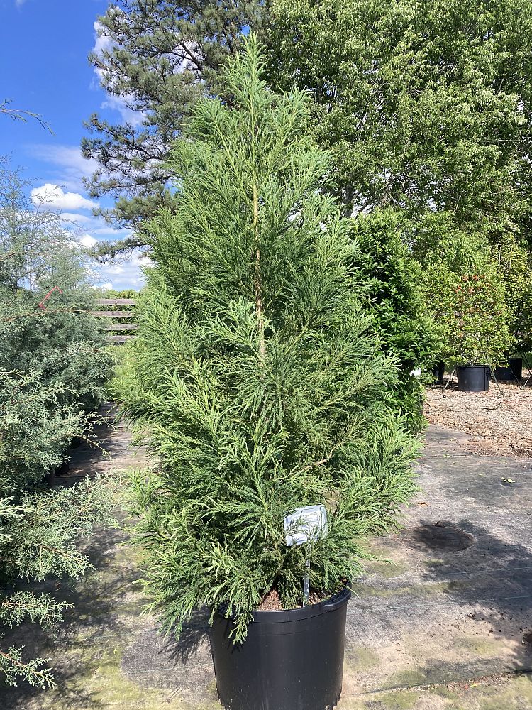 cryptomeria-japonica-yoshino-japanese-cedar