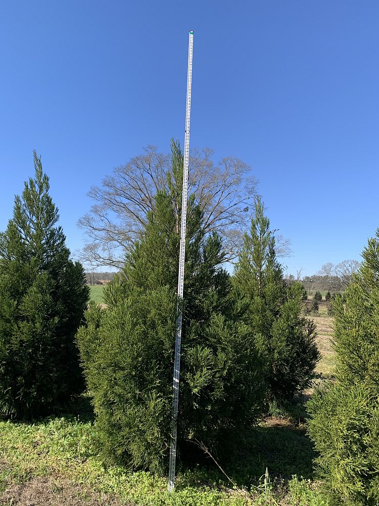 cryptomeria-japonica-yoshino-japanese-cedar