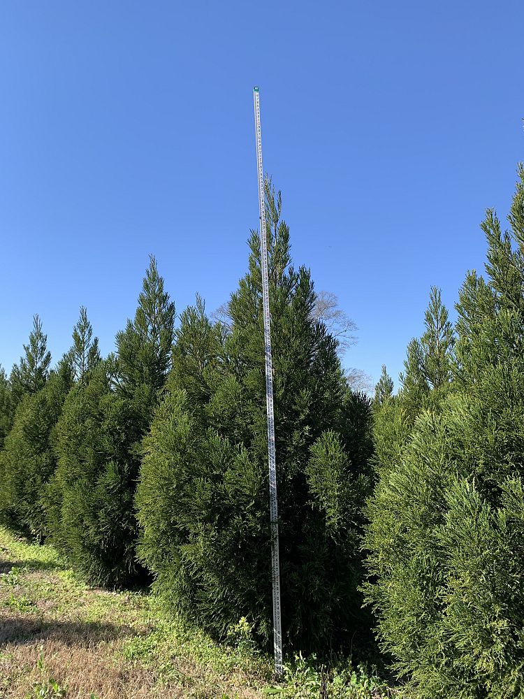 cryptomeria-japonica-yoshino-japanese-cedar