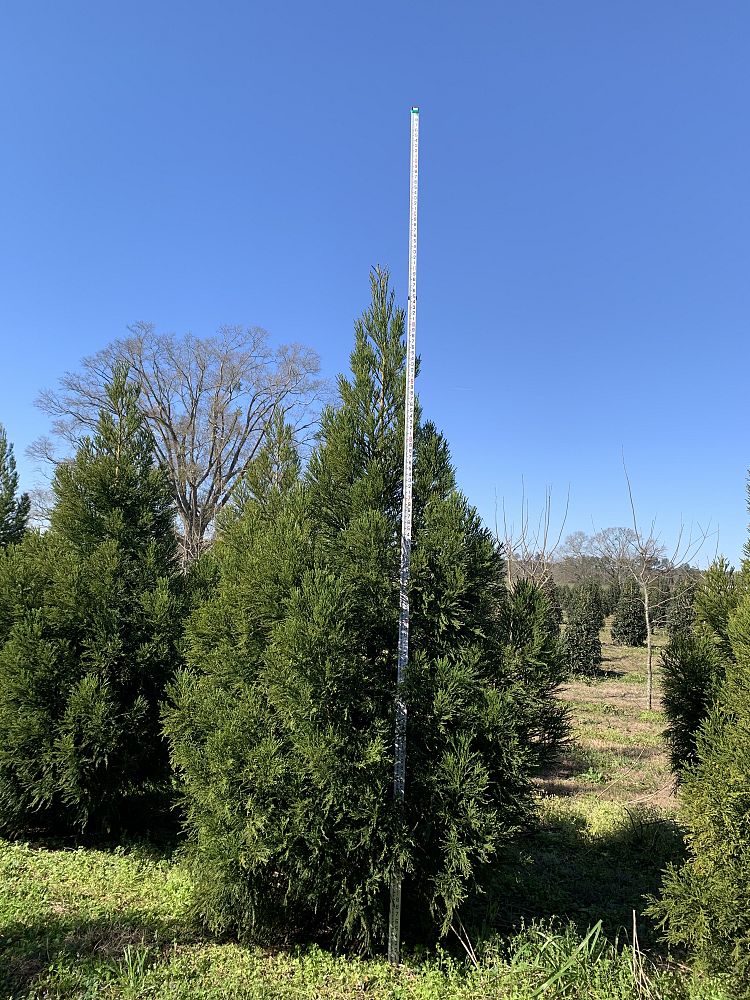 cryptomeria-japonica-yoshino-japanese-cedar