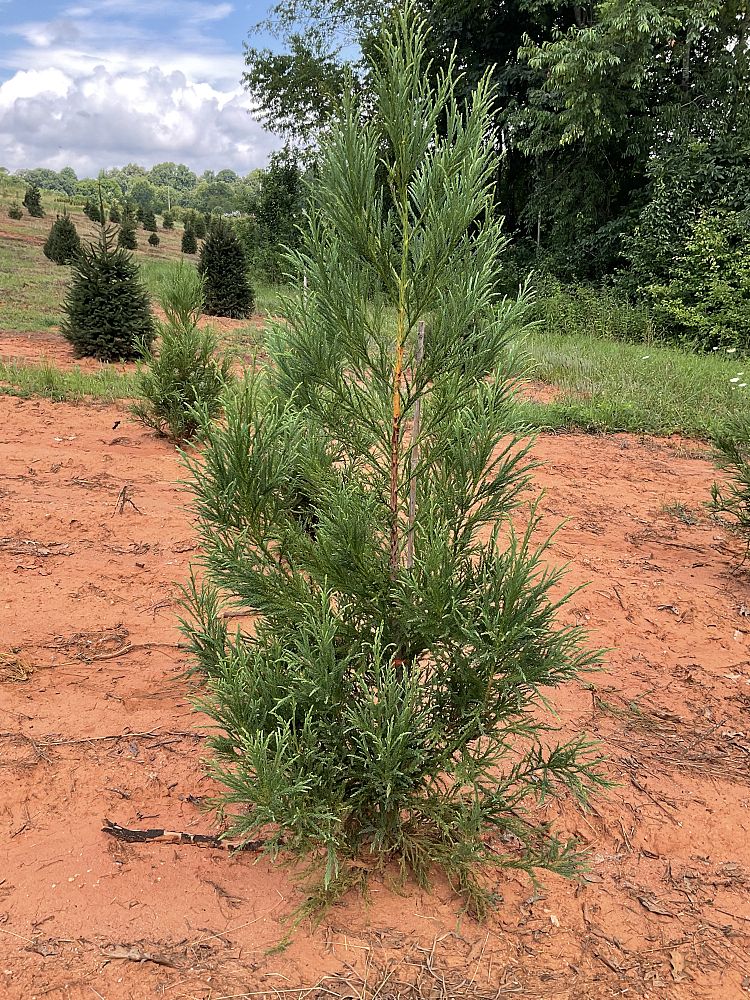 cryptomeria-japonica-yoshino-japanese-cedar