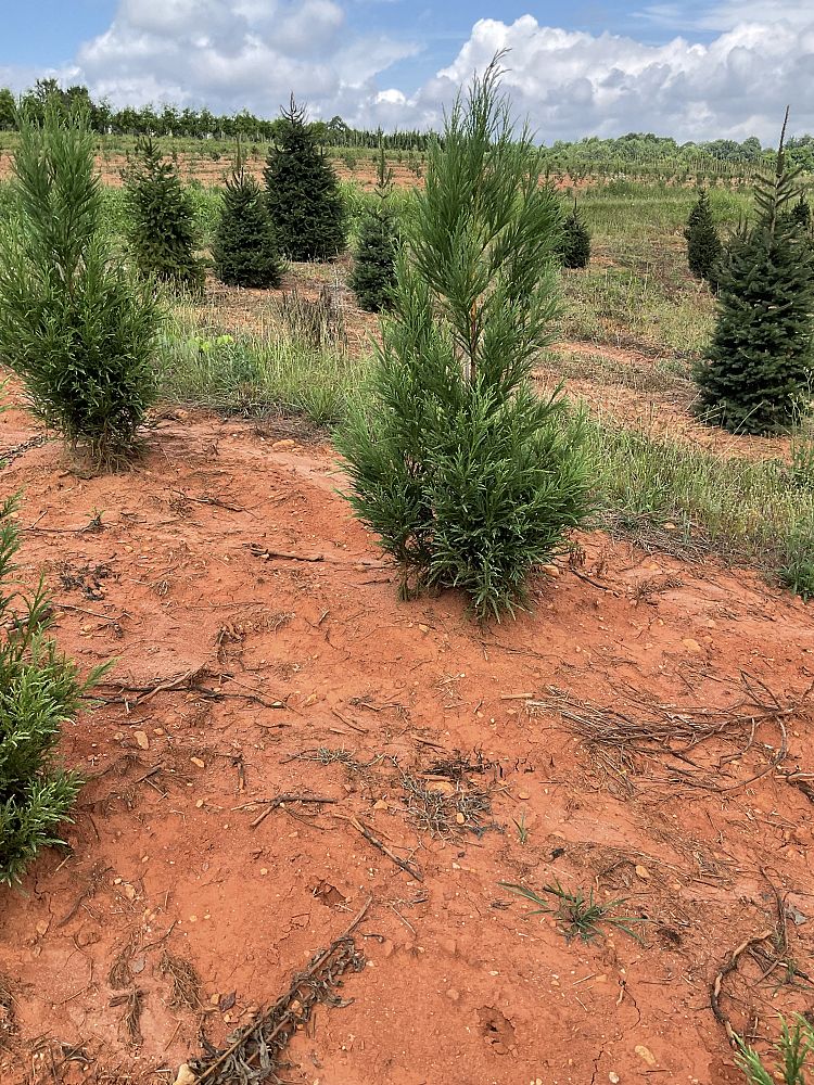 cryptomeria-japonica-yoshino-japanese-cedar