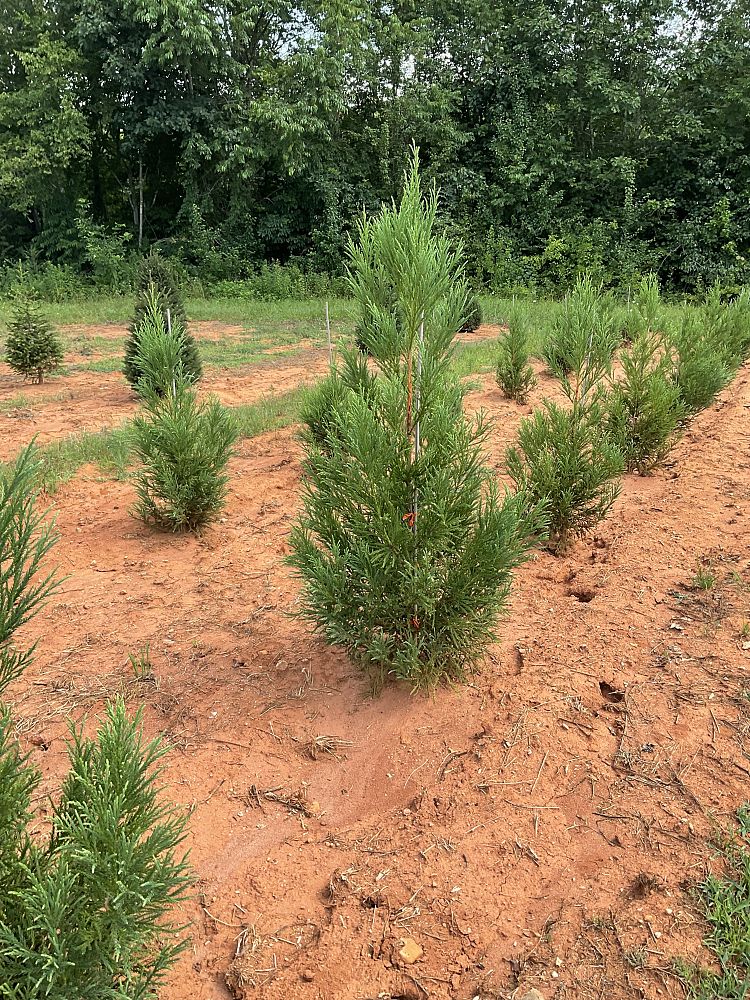 cryptomeria-japonica-yoshino-japanese-cedar