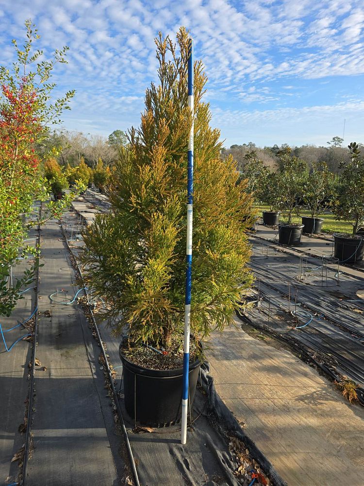 cryptomeria-japonica-yoshino-japanese-cedar