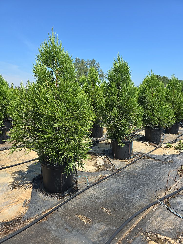 cryptomeria-japonica-yoshino-japanese-cedar