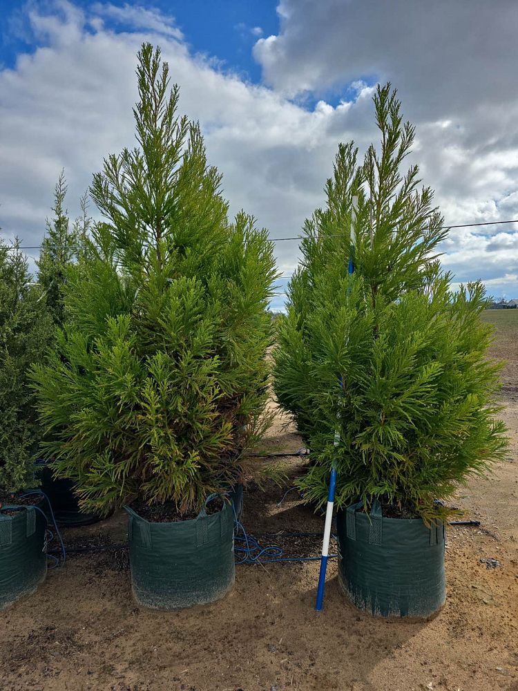 cryptomeria-japonica-yoshino-japanese-cedar