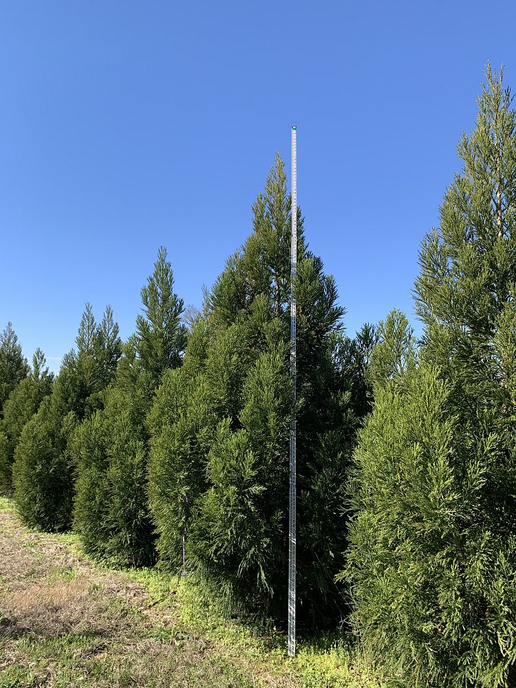 cryptomeria-japonica-yoshino-japanese-cedar