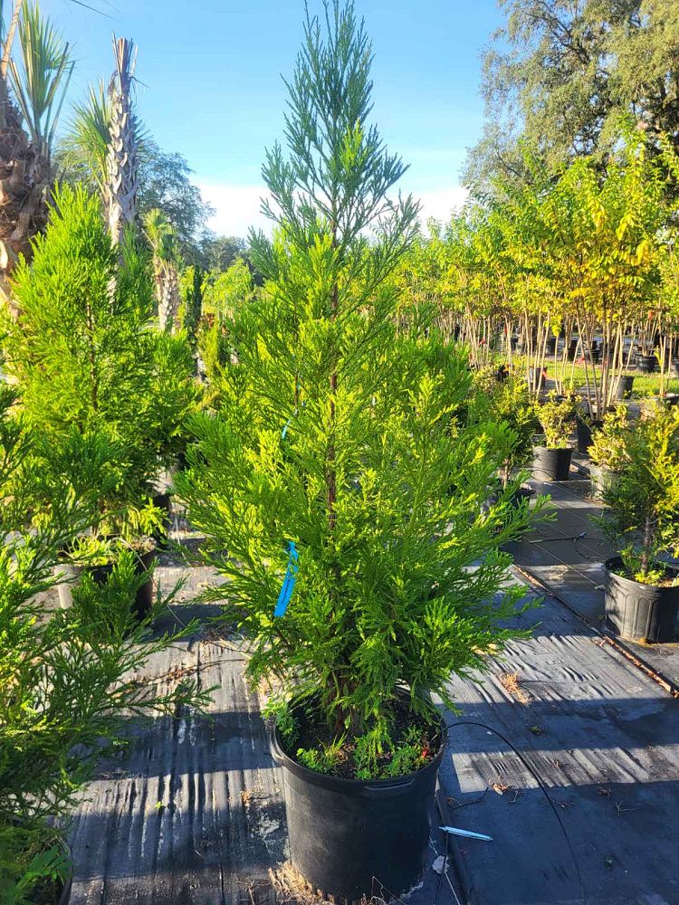 cryptomeria-japonica-yoshino-japanese-cedar