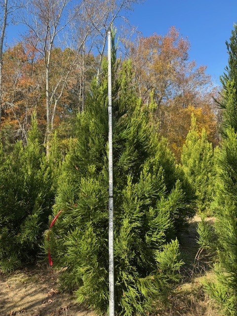 cryptomeria-japonica-yoshino-japanese-cedar
