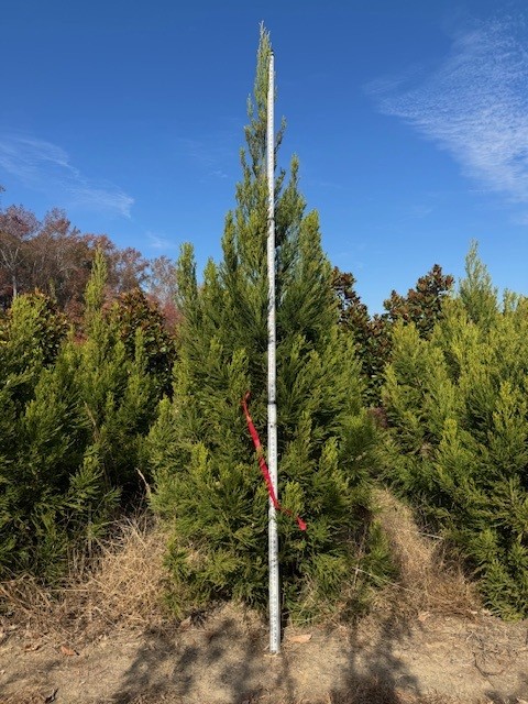cryptomeria-japonica-yoshino-japanese-cedar