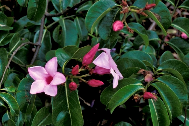 cryptostegia-grandiflora-purple-allamanda-rubber-vine
