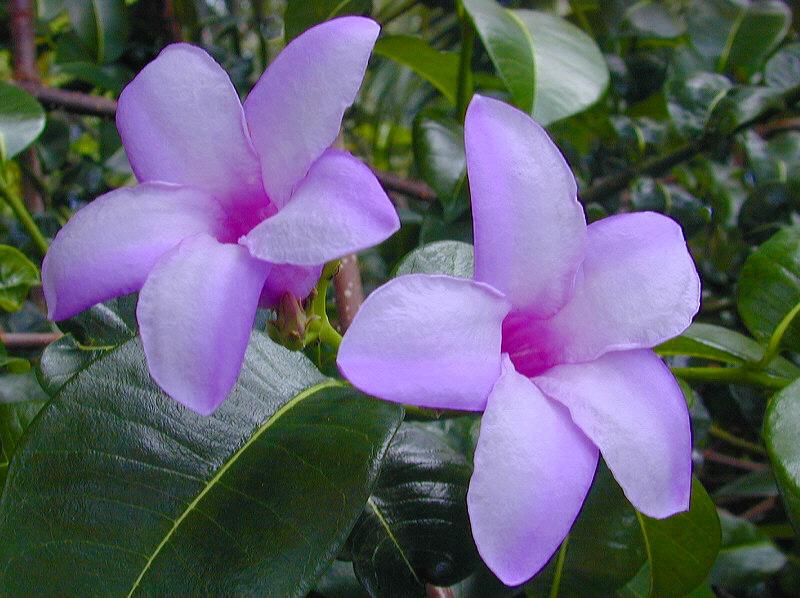 cryptostegia-grandiflora-purple-allamanda-rubber-vine