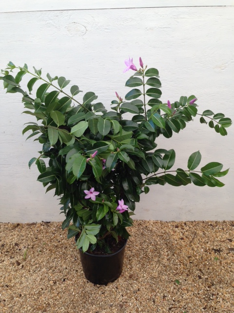 cryptostegia-grandiflora-purple-allamanda-rubber-vine