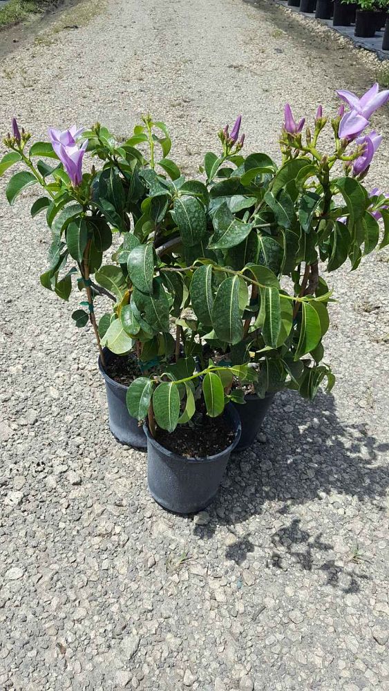 cryptostegia-grandiflora-purple-allamanda-rubber-vine