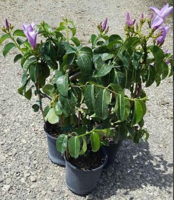 cryptostegia-grandiflora-purple-allamanda-rubber-vine