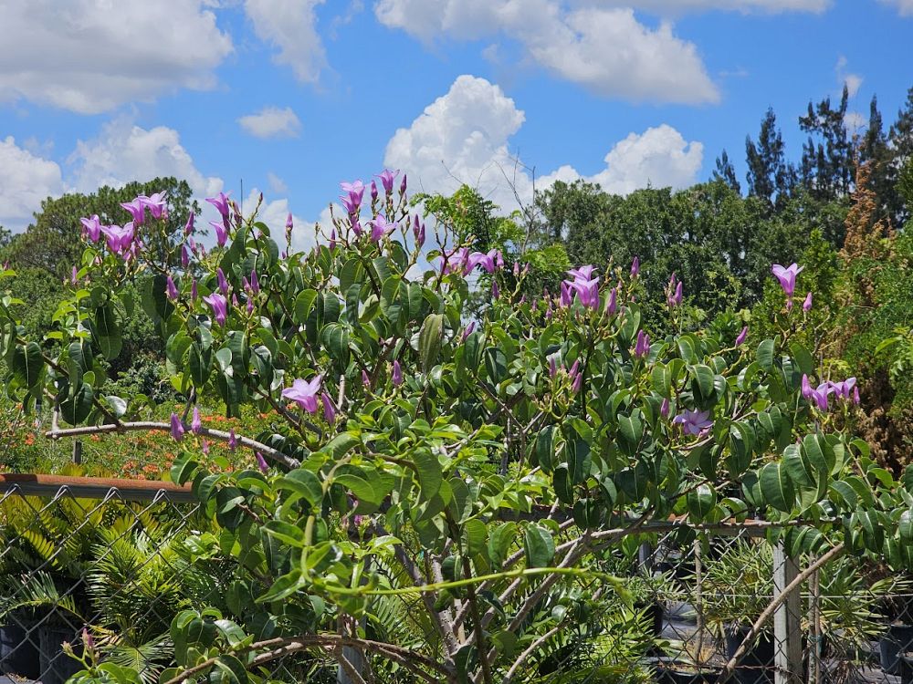 cryptostegia-grandiflora-purple-allamanda-rubber-vine