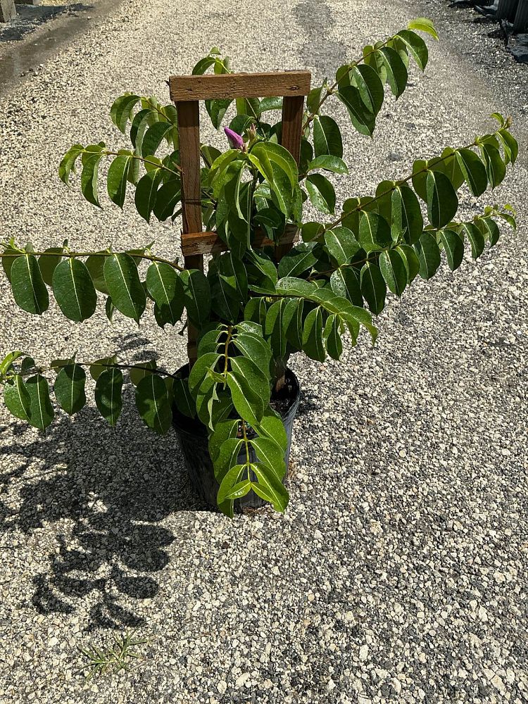 cryptostegia-grandiflora-purple-allamanda-rubber-vine