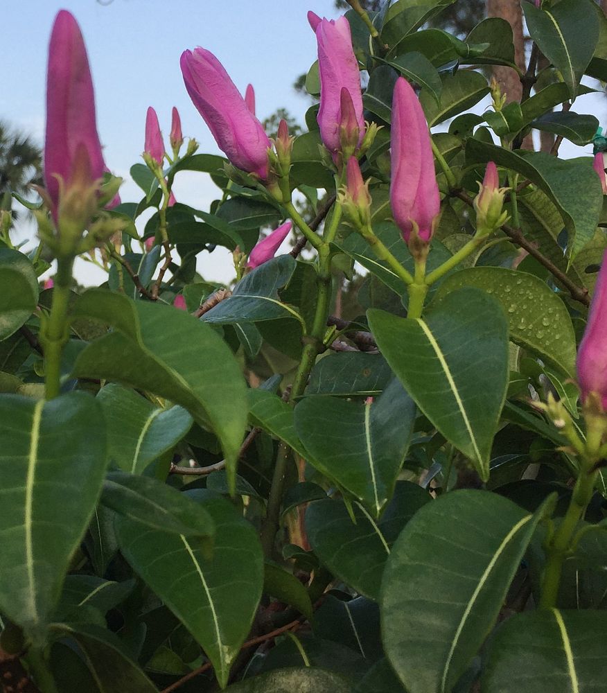 cryptostegia-madagascariensis-madagascar-rubbervine