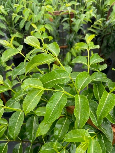 cryptostegia-madagascariensis-madagascar-rubbervine