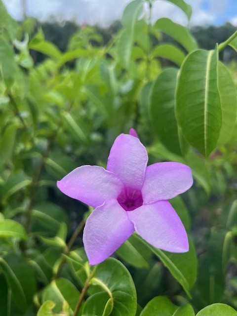cryptostegia-madagascariensis-madagascar-rubbervine