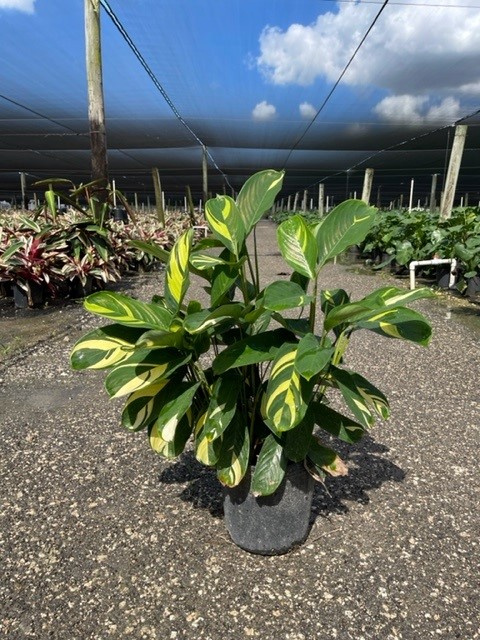 ctenanthe-lubbersiana-stromanthe-lubbersiana-calathea-lubbersii