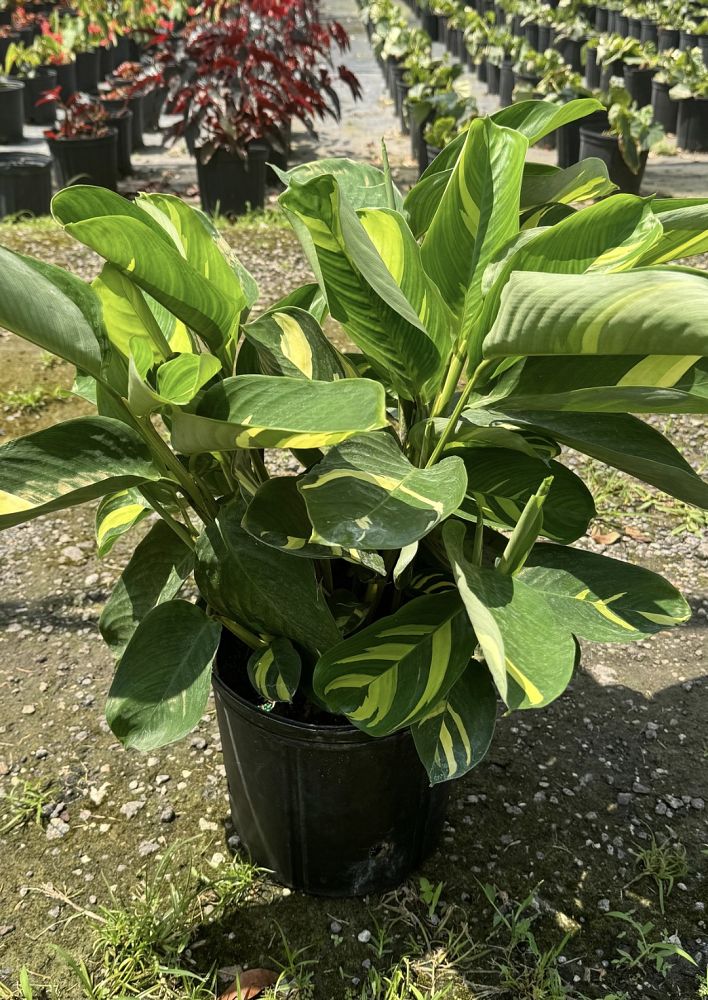 ctenanthe-lubbersiana-stromanthe-lubbersiana-calathea-lubbersii