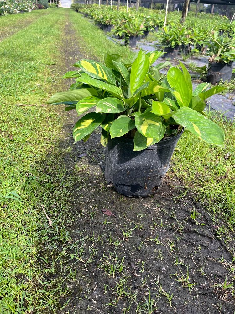 ctenanthe-lubbersiana-stromanthe-lubbersiana-calathea-lubbersii