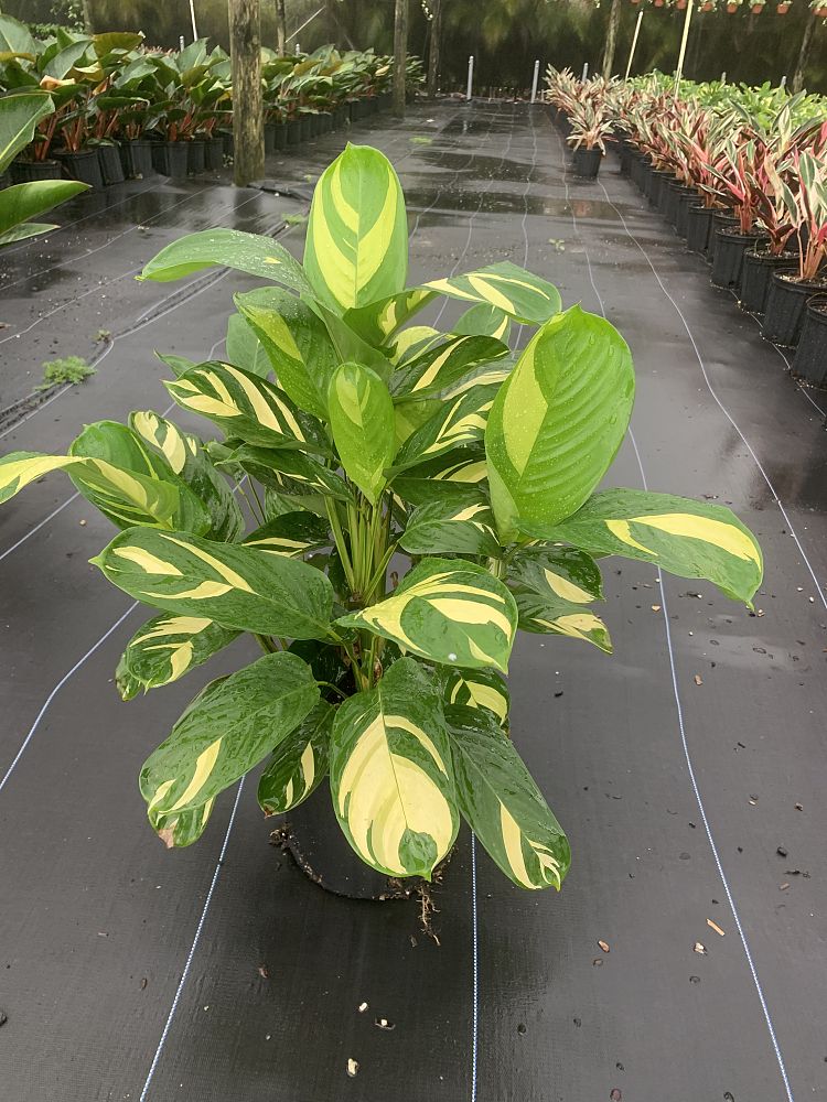 ctenanthe-lubbersiana-stromanthe-lubbersiana-calathea-lubbersii