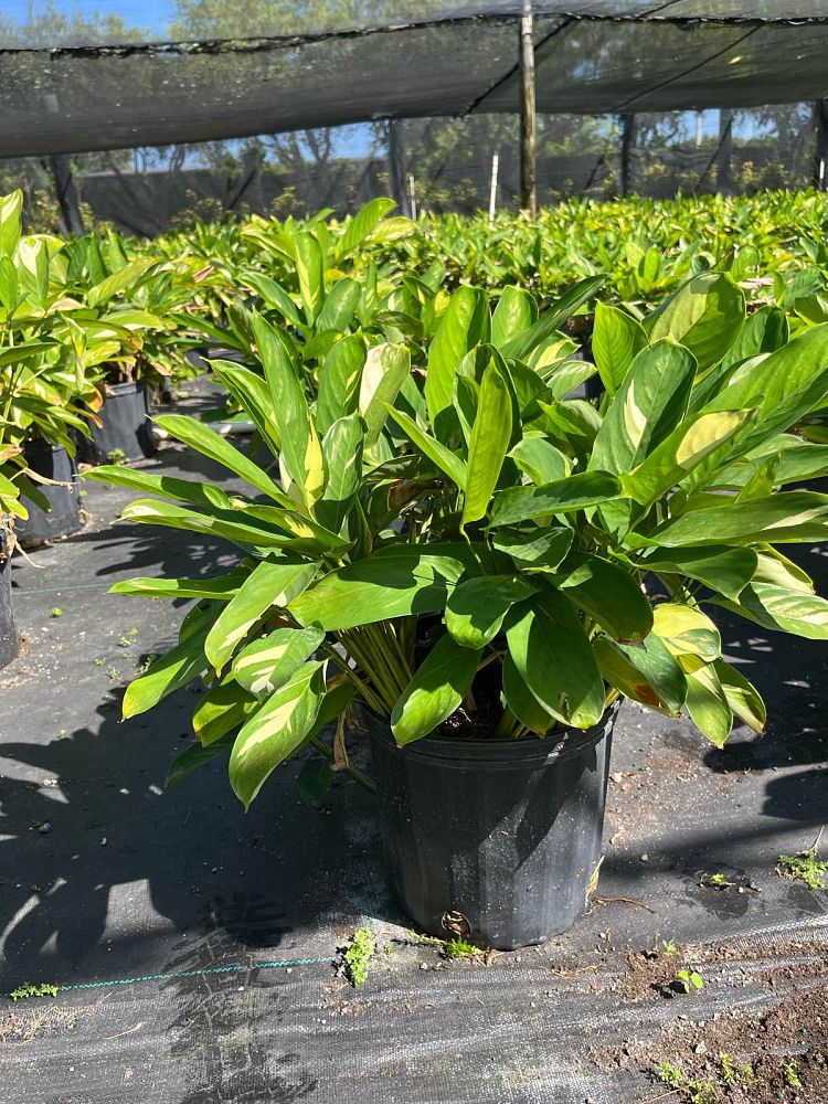 ctenanthe-lubbersiana-stromanthe-lubbersiana-calathea-lubbersii