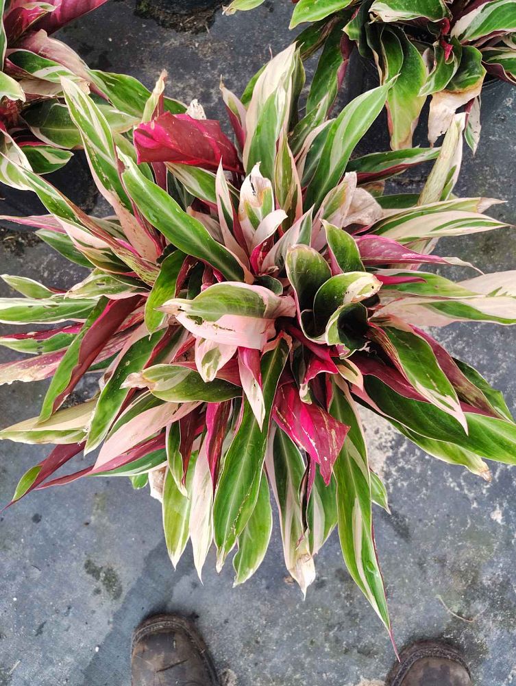 ctenanthe-stromanthe