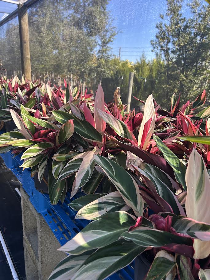 ctenanthe-stromanthe